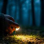 夜の森を懐中電灯で照らしながら歩く人々の背中